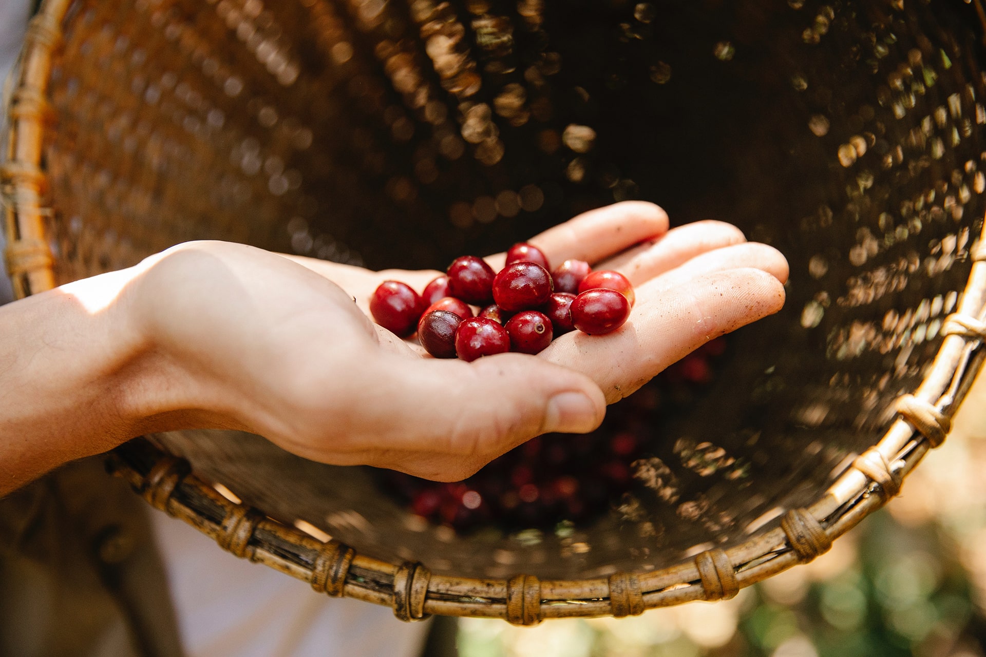 Arabica Grains